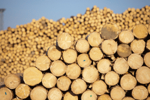 PNL cere Ministerului Mediului să soluţioneze "criza lemnelor de foc"